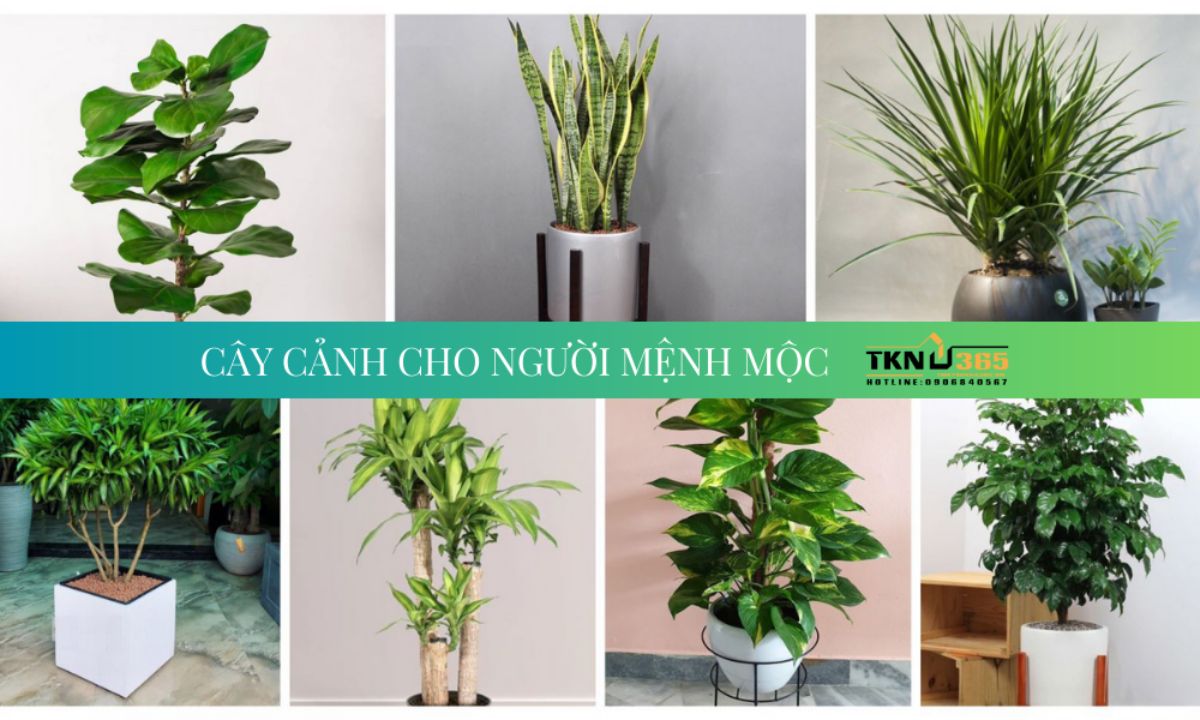 Trang trí nội thất hợp với mệnh Mộc