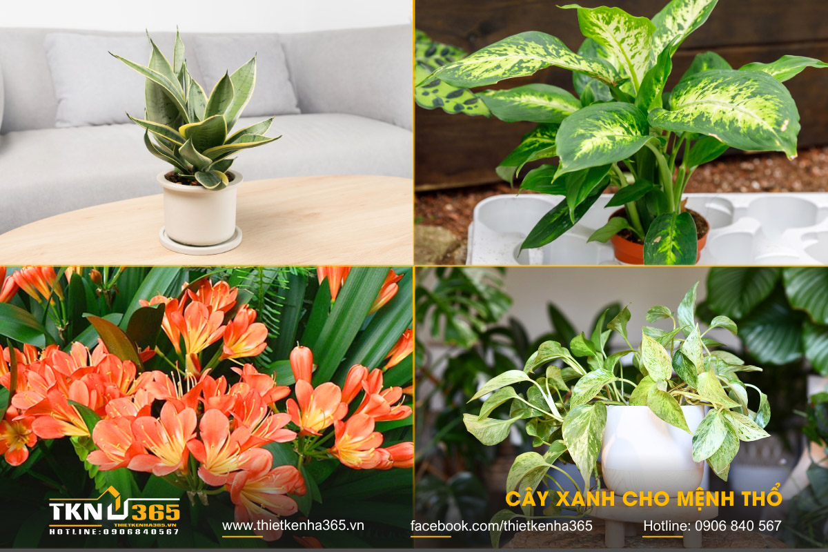 Mệnh Thổ hợp hướng nào 7