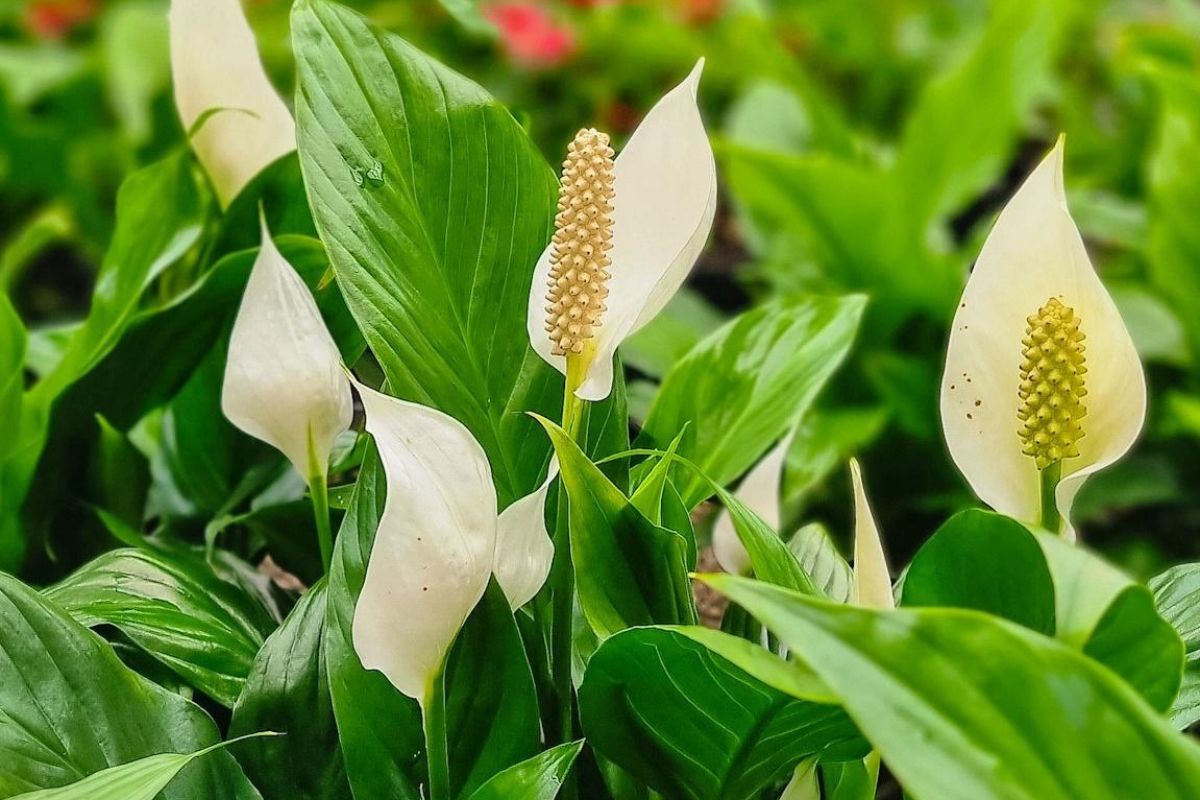 Cây Lan Ý thuộc nhóm cây phong thủy tốt cho sức khỏe nhờ khả năng lọc không khí và hấp thu sóng điện tử (Ảnh: Sưu tầm)