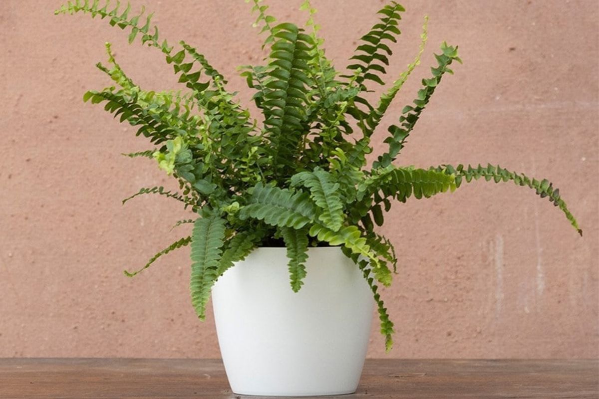 Cây Dương Xỉ là cây phong thủy trong nhà mang đến rất nhiều lợi ích cho sức khỏe (Ảnh: Sưu tầm)