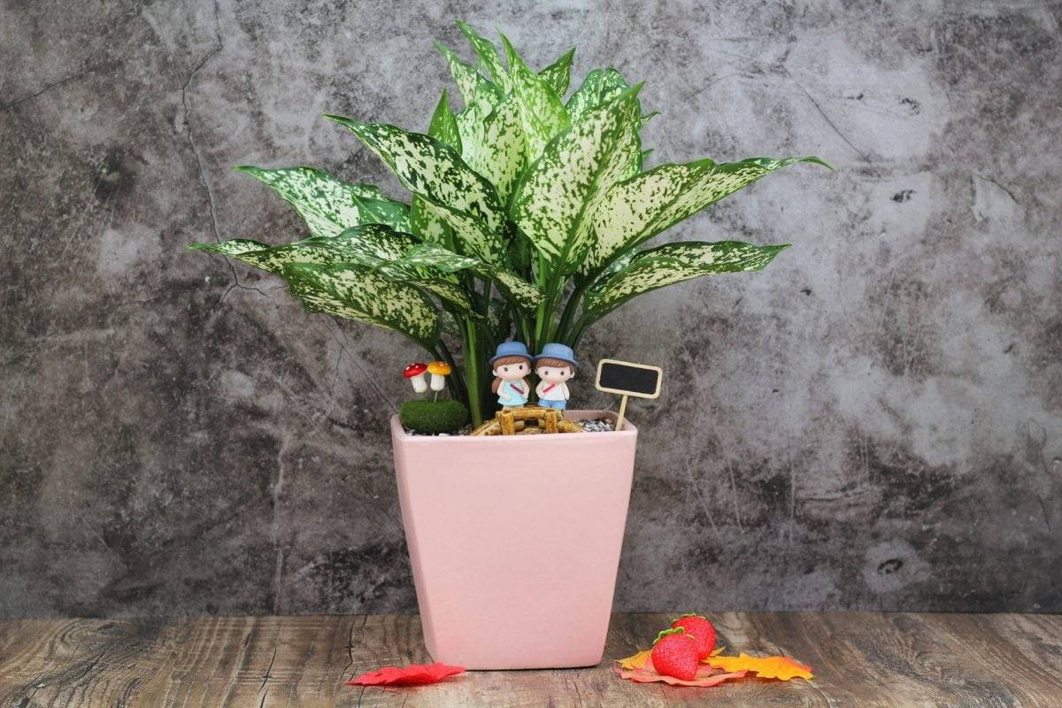 Cây Ngọc Ngân có tác dụng làm mát không gian sống hiệu quả (Ảnh: Sưu tầm)