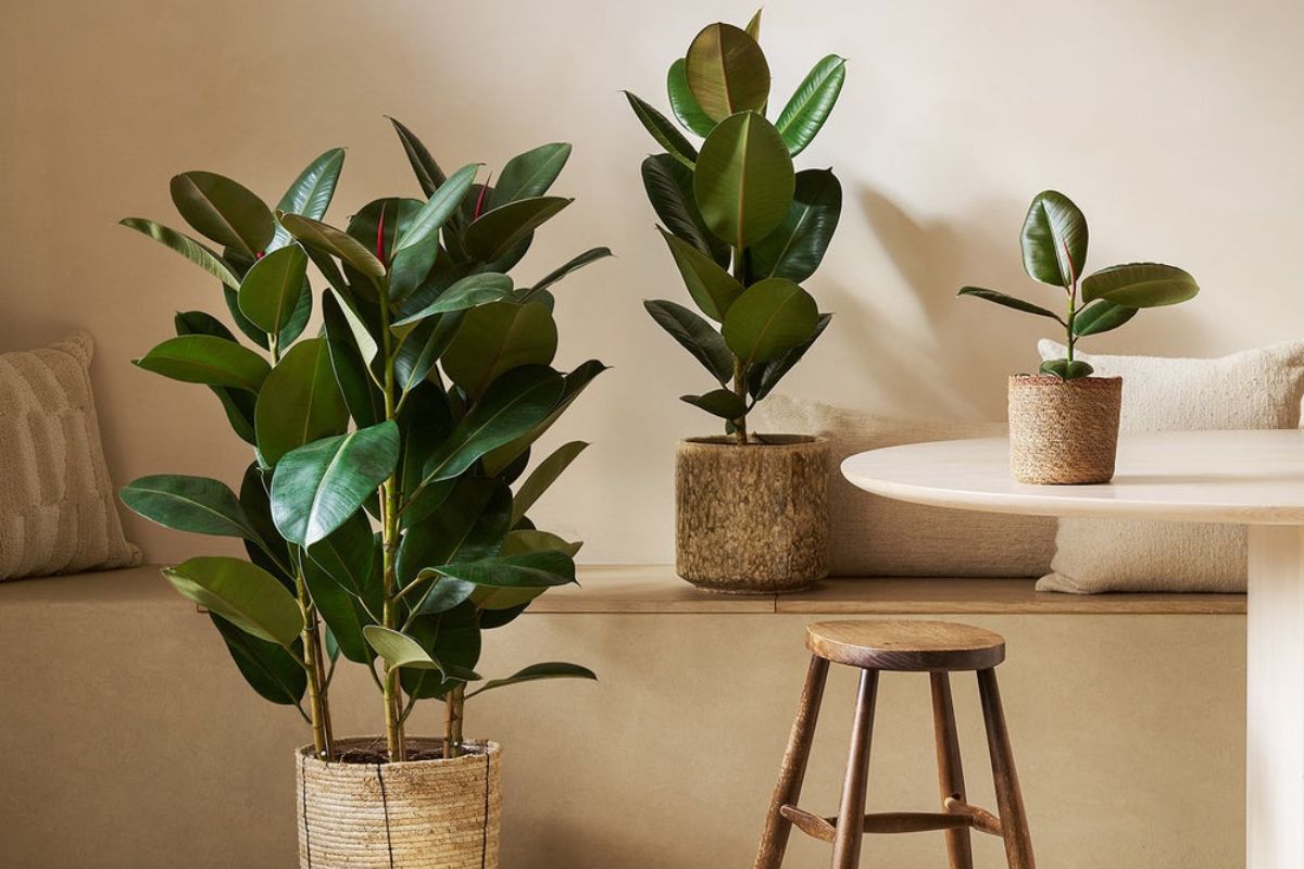 Cây Đa Búp Đỏ giàu sức sống, mang đến không gian sống xanh và bền vững (Ảnh: Sưu tầm)