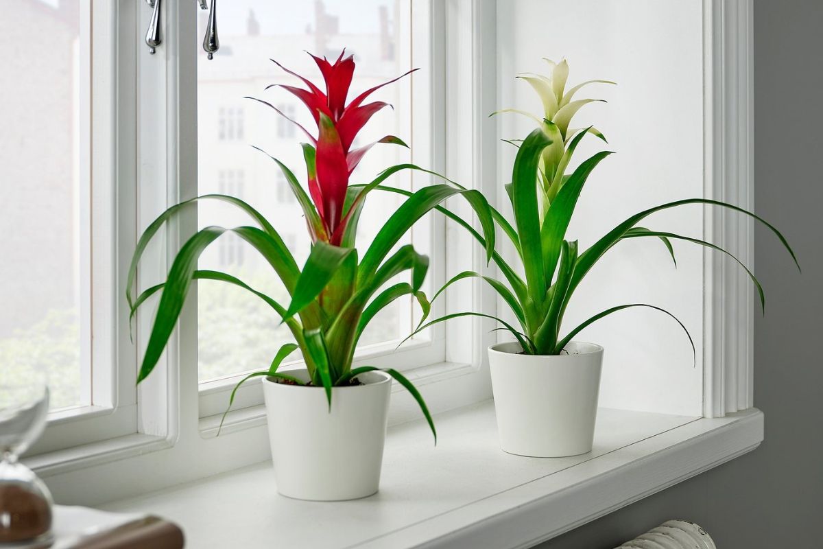 Cây Dứa Cảnh Nến vừa tăng vượng khí trong nhà, vừa làm đẹp cho không gian sống hiện đại (Ảnh: Sưu tầm)