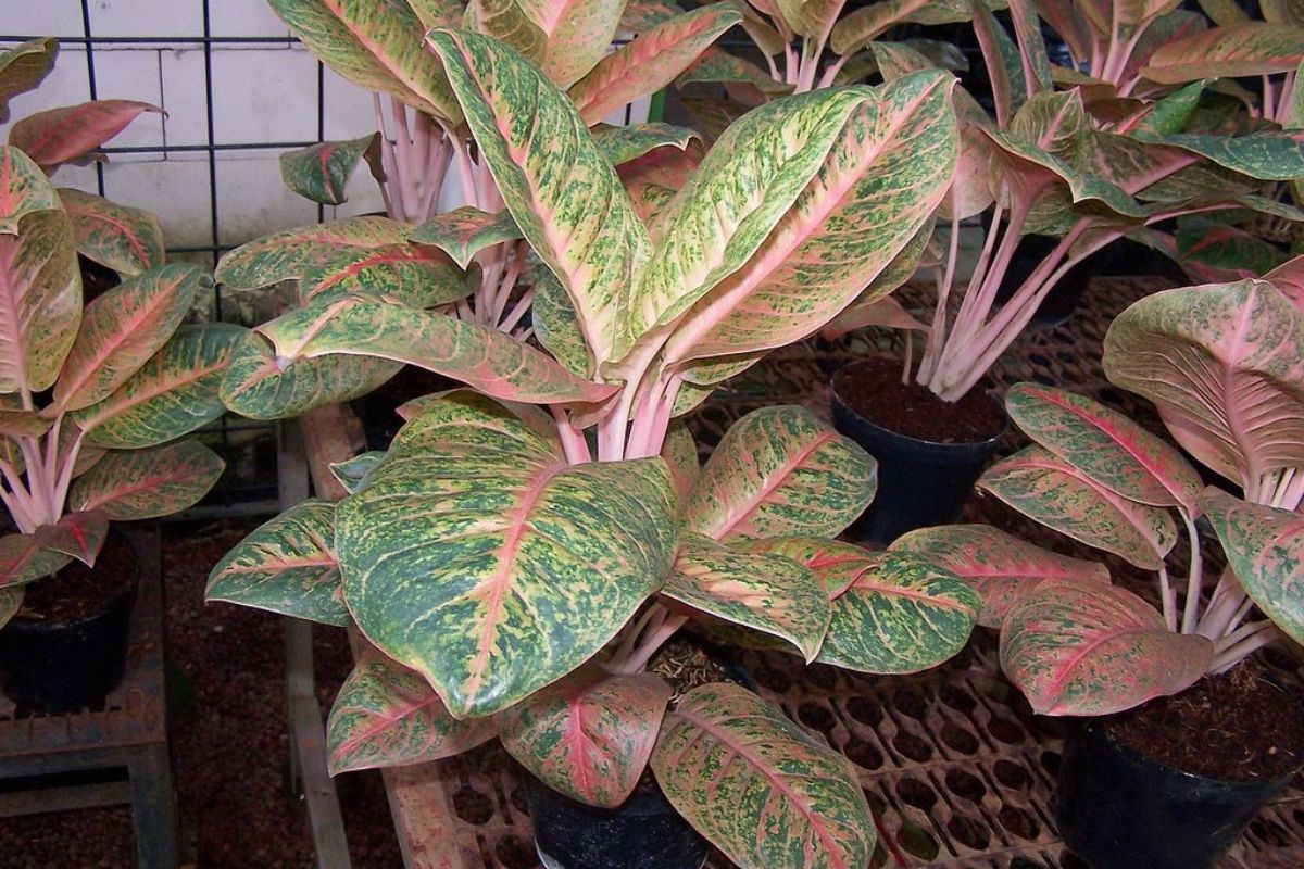 Cây Phú Quý mang sắc lá viền đỏ may mắn, biểu tượng của tài lộc và sự thịnh vượng (Ảnh: Sưu tầm)