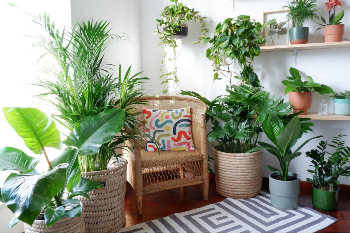 Thiết kế vườn trong nhà phố với nhiều cây xanh góp phần giúp không khí nơi ở trong lành hơn (Ảnh: Sưu tầm)