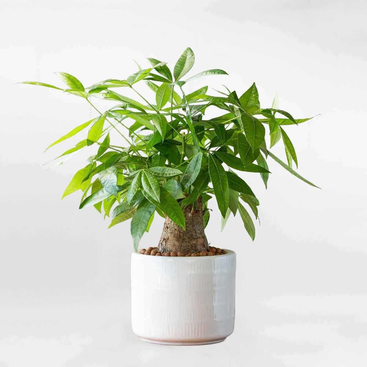 Cây Kim Ngân là biểu tượng của giàu sang và thịnh vượng (Ảnh: Sưu tầm)