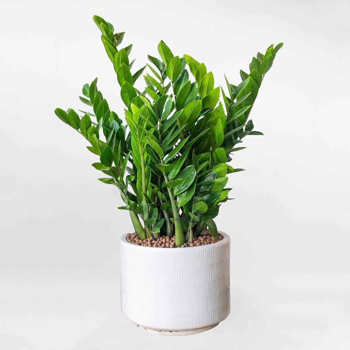 Cây Kim Tiền chiêu tài hút lộc, đây là cây để phòng khách hợp phong thủy được nhiều gia đình lựa chọn (Ảnh: Sưu tầm)