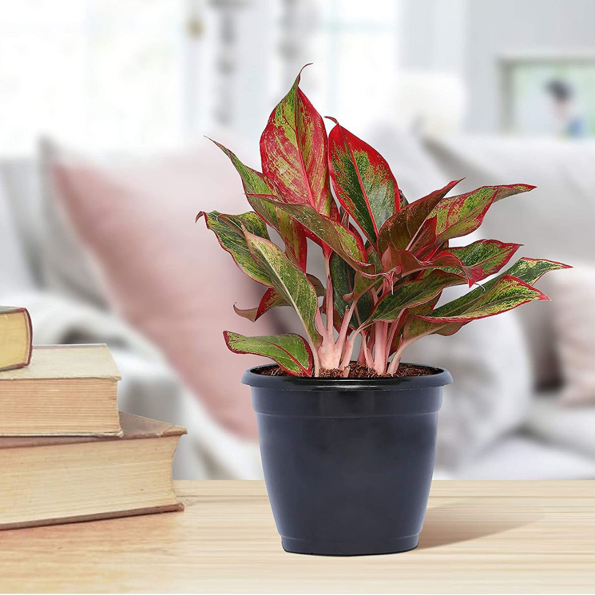 Cây Phú Quý mang ý nghĩa tốt đẹp về mặt phong thủy, đồng thời giúp không gian phòng khách luôn nổi bật (Ảnh: Sưu tầm)