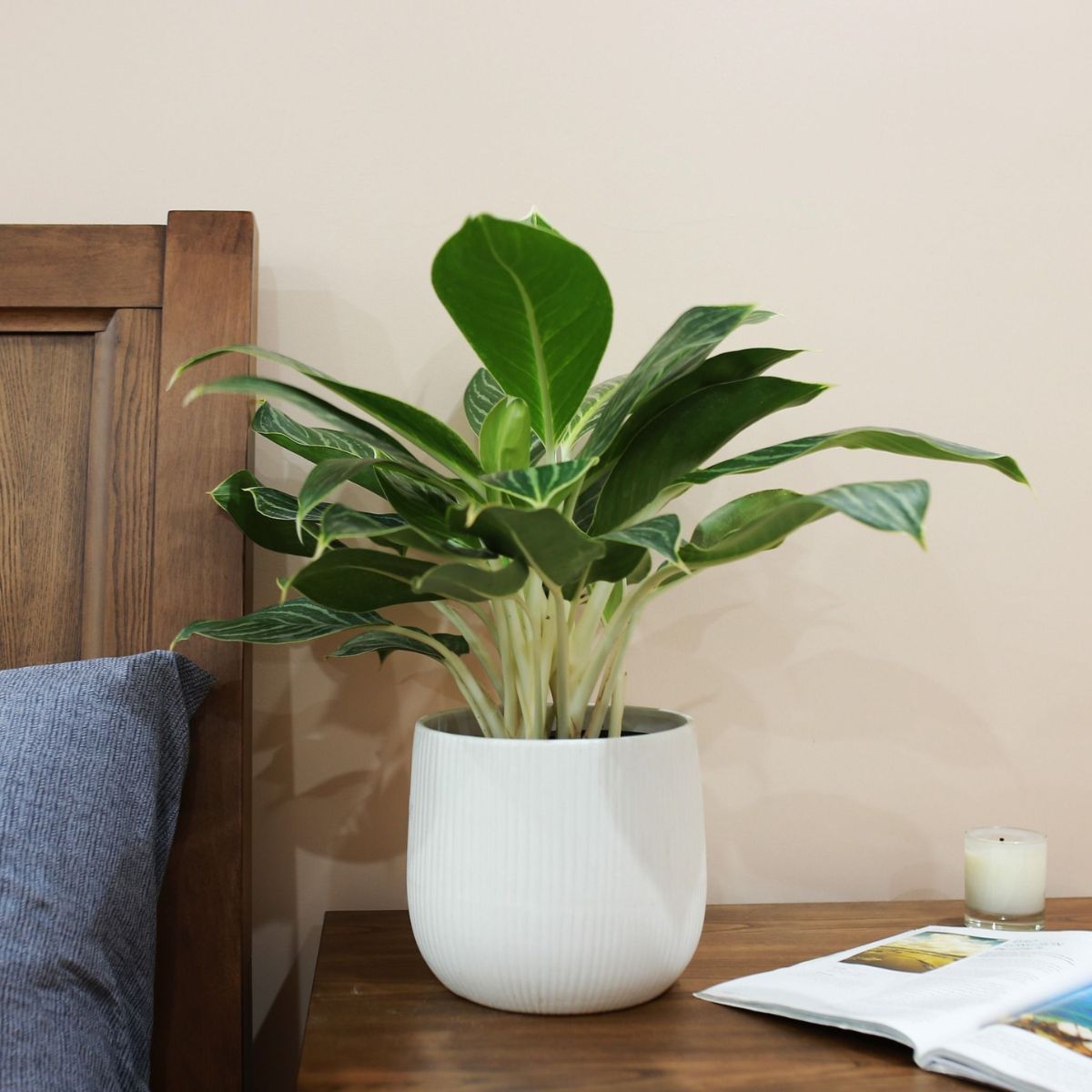 Đặt cây Bạch Mã Hoàng Tử trong phòng khách giúp gia chủ luôn may mắn và thuận lợi trong công việc (Ảnh: Sưu tầm)