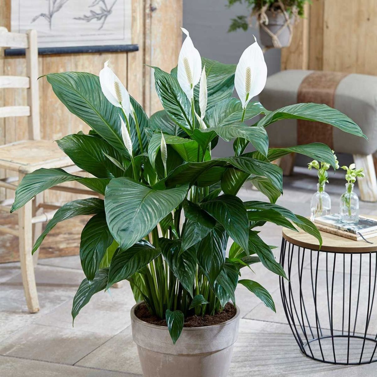 Cây Lan Ý là biểu tượng của sự bình an và hạnh phúc, đồng thời có tác dụng thanh lọc không khí phòng khách (Ảnh: Sưu tầm)