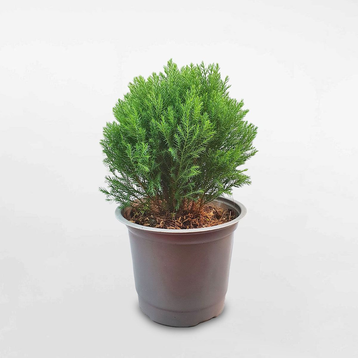 Cây Tùng Bồng Lai tạo điểm nhấn sang trọng và trang nghiêm, tượng trưng cho sức sống bền bỉ và sự trường thọ (Ảnh: Sưu tầm)