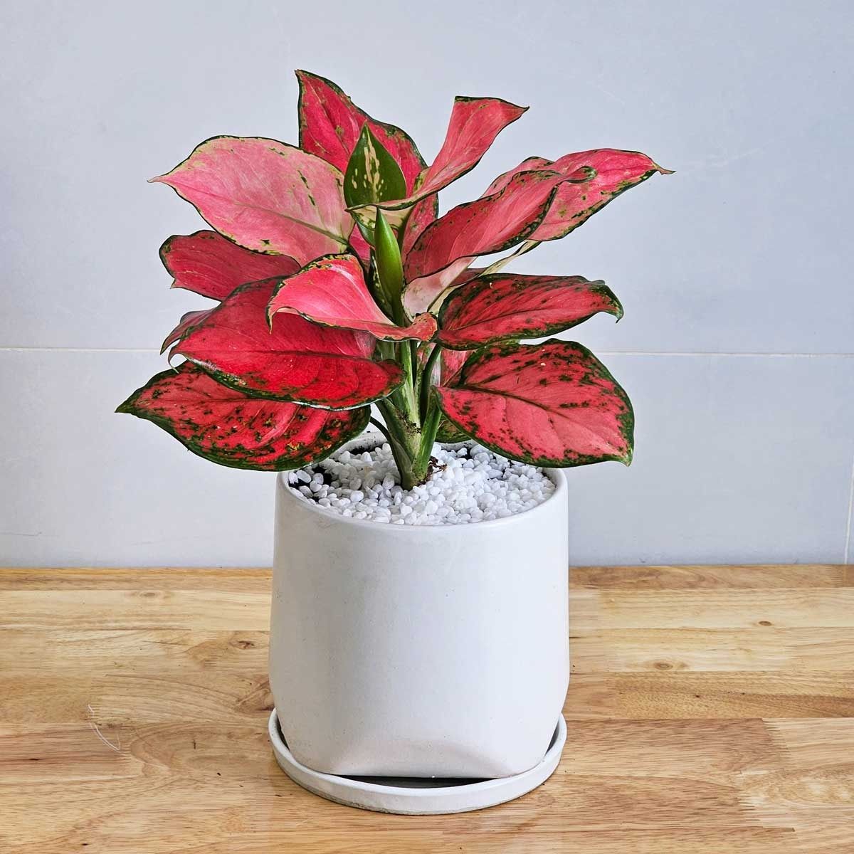 Cây Vạn Lộc nổi bật với sắc lá đỏ hồng nổi bật, giúp phòng thờ trở nên trang nghiêm và ấm cúng (Ảnh: Sưu tầm)