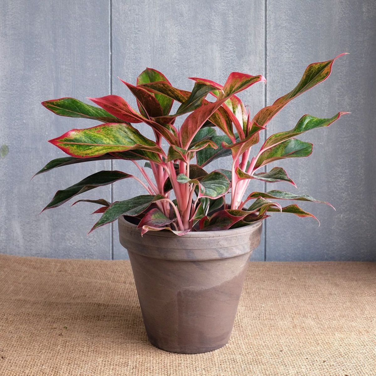 Cây Phú Quý mang vẻ đẹp thu hút, tạo bầu không khí ấm cúng và trang trọng trong phòng thờ (Ảnh: Sưu tầm)