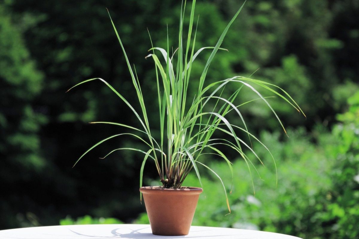 Sả chanh là cây trồng ban công được nhiều gia đình lựa chọn nhờ khả năng xua đuổi muỗi và nhiều loại côn trùng khác (Ảnh: Sưu tầm)