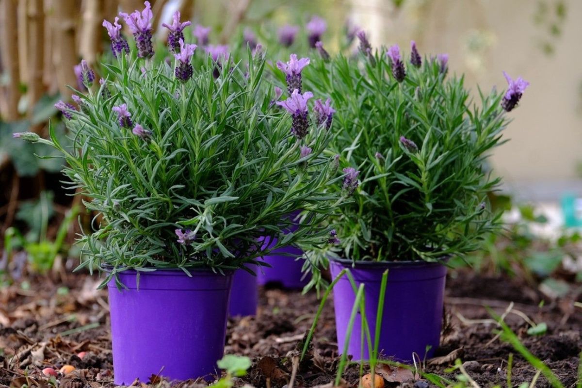 Oải hương giúp xua đuổi muỗi và côn trùng, đồng thời mang đến vẻ đẹp nhẹ nhàng, thu hút cho ban công nhà ở (Ảnh: Sưu tầm)