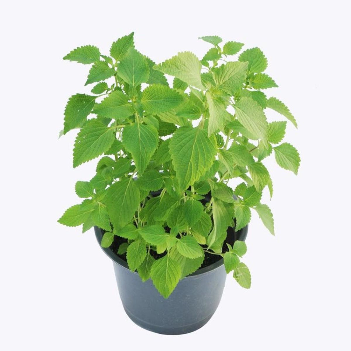 Kinh giới là một trong những loại cây thảo mộc đuổi muỗi được nhiều gia chủ lựa chọn để trồng ở ban công (Ảnh: Sưu tầm)