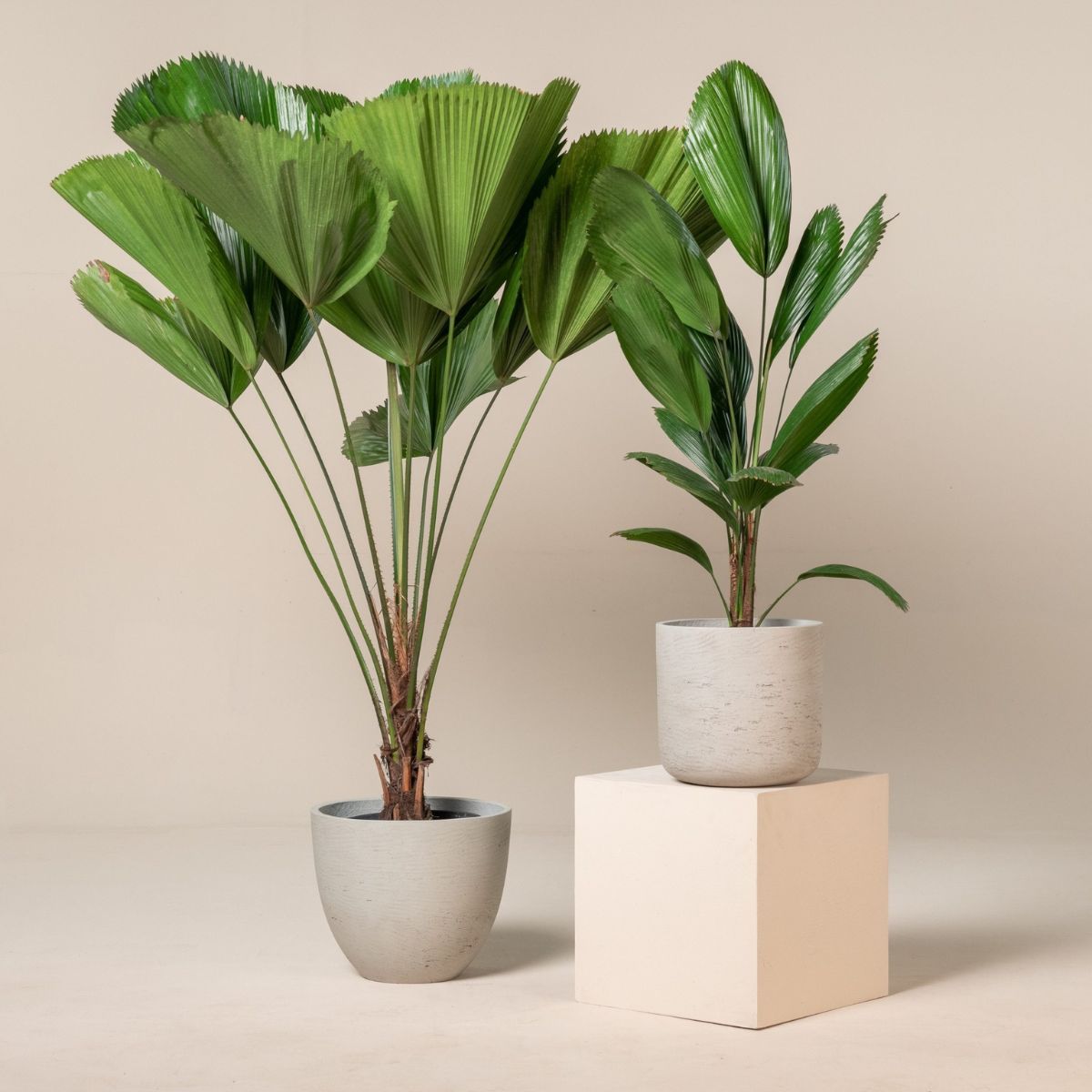 Trồng Cọ Nhật ở ban công tạo thành lớp đệm ngăn nắng nóng, mang đến luồng không khí mát mẻ cho không gian sống bên trong (Ảnh: Sưu tầm)