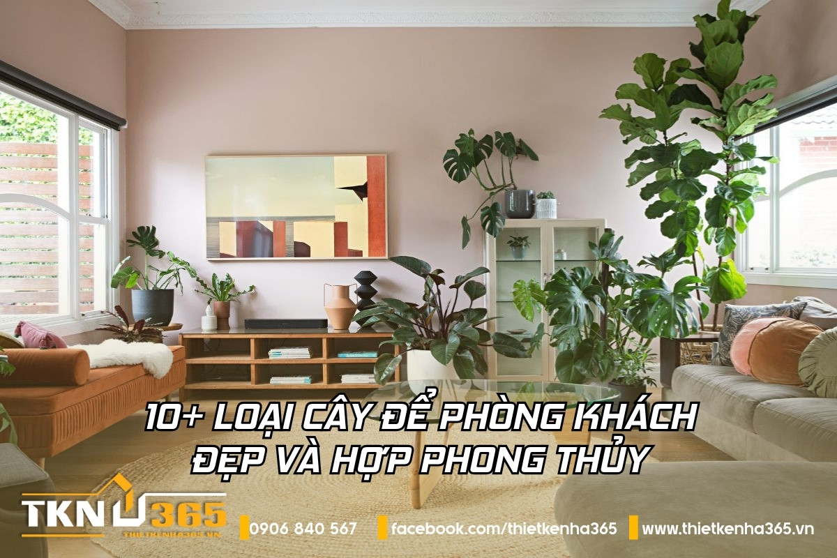 10+ loại cây để phòng khách đẹp và hợp phong thủy