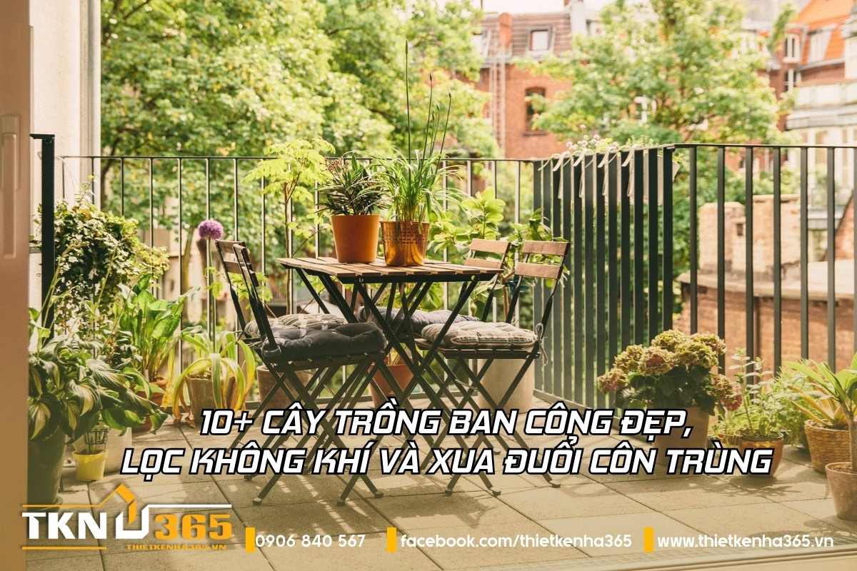 10+ cây trồng ban công đẹp, lọc không khí và xua đuổi côn trùng